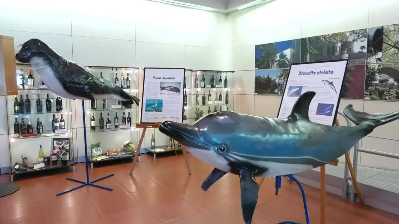 Una galleria del mare con balene e delfini di cartapesta