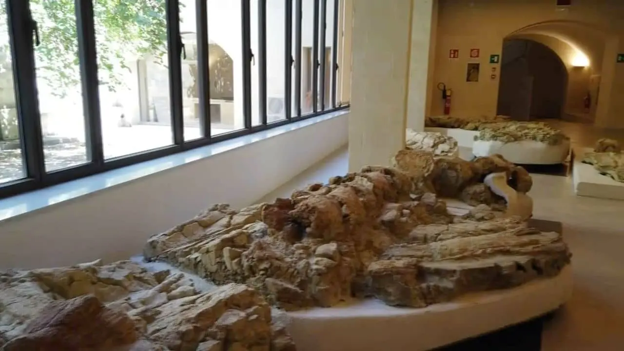 La Balena Giuliana torna a "vivere"