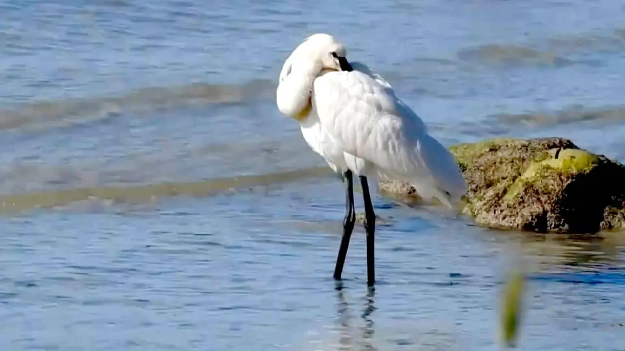 Biodiversità, una strategia per tutelarla