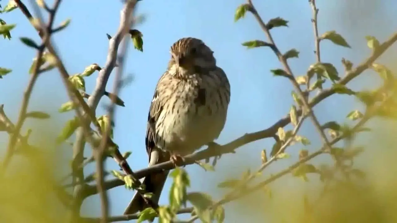 Biodiversità, una strategia per tutelarla