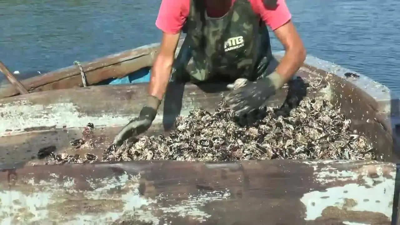 Cozze, la lunga moria nel Mar Piccolo di Taranto