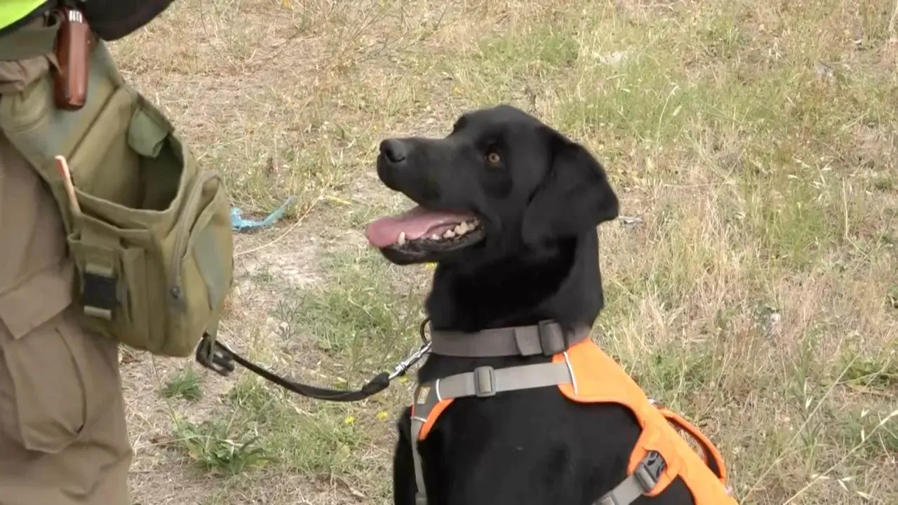 Ippolito il Labrador Retrivier che timbra il cartellino