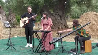 Benvenuti alla corte degli ulivi secolari