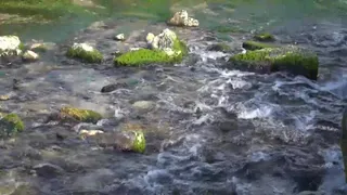 Zone Umide, uno scrigno di biodiversità