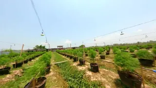 Canapa, una svolta verde per la sostenibilità