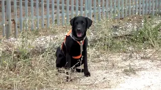 Sono Ippolito: un Golden Retriever che fiuta le perdite di acqua