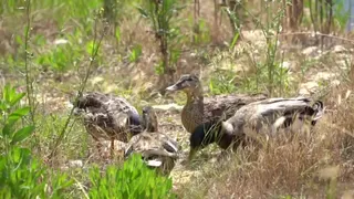 C'era una volta e c'è ancora la colonia di germani reali