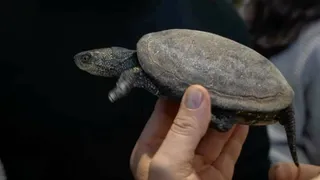 Un amore di tartaruga nella riserva naturale