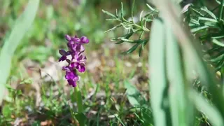 Mattinata paradiso botanico delle orchidee