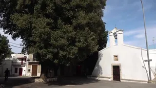 "Albero della Bugia", la storia del leccio monumentale