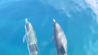 Eolico offshore e cetacei: nessun "divorzio" a largo di Taranto
